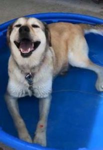 Dog in shade