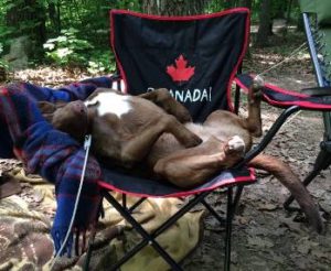 dog reclining in chair