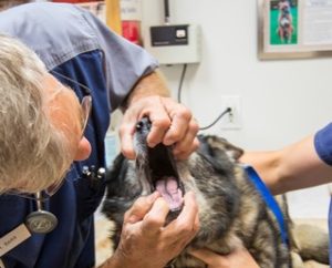mouth exam veterinary visit