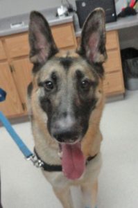 German Shepherd - prone to bloat