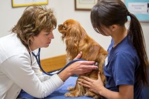 vet listening to heart