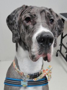 Great Dane - prone to bloat