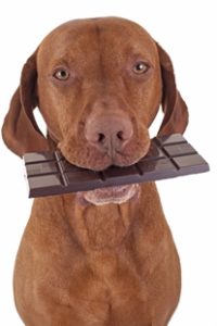 foods toxic to your pet