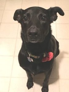 black lab
