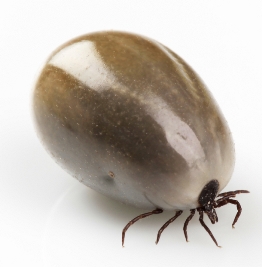 ticks
