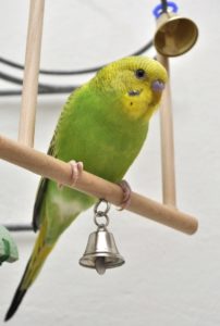 bird on perch
