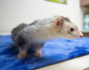 ferret