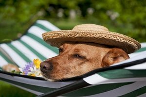 dog in hammock