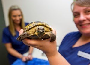 Dr. Heintz holding tortoise 