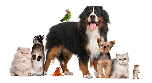 A dog, cats, a bird and a hamster together