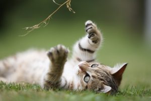 Summer safety tips for pets