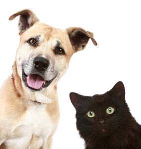 dog and cat
