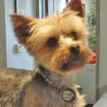 toy breed group