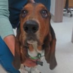 hound breed group