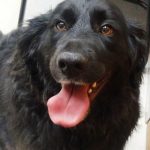 mixed breed