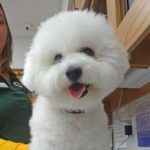 non-sporting breed group