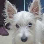 terrier breed group
