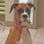 working breed group