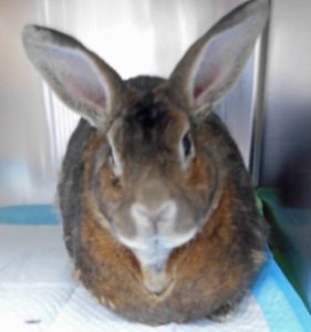 new pet rabbit