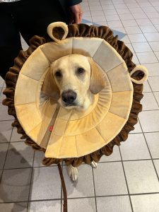 new pet surgery