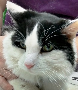 mature pets black and white cat