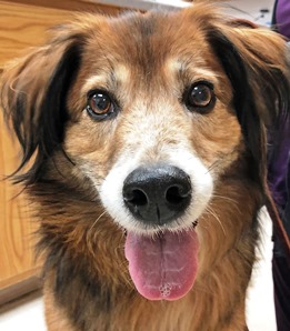 mature pets dog with gray muzzle