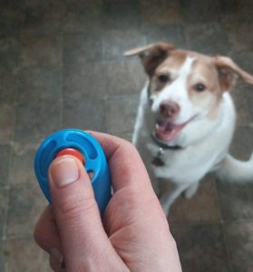 clicker training