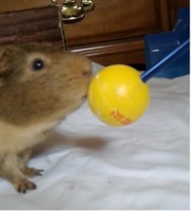 clicker training with guinea pig