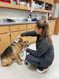 scanning a pet