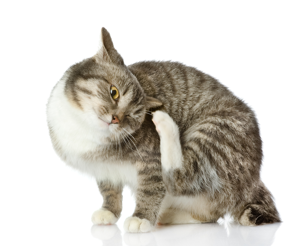 A dog scratching an itch
