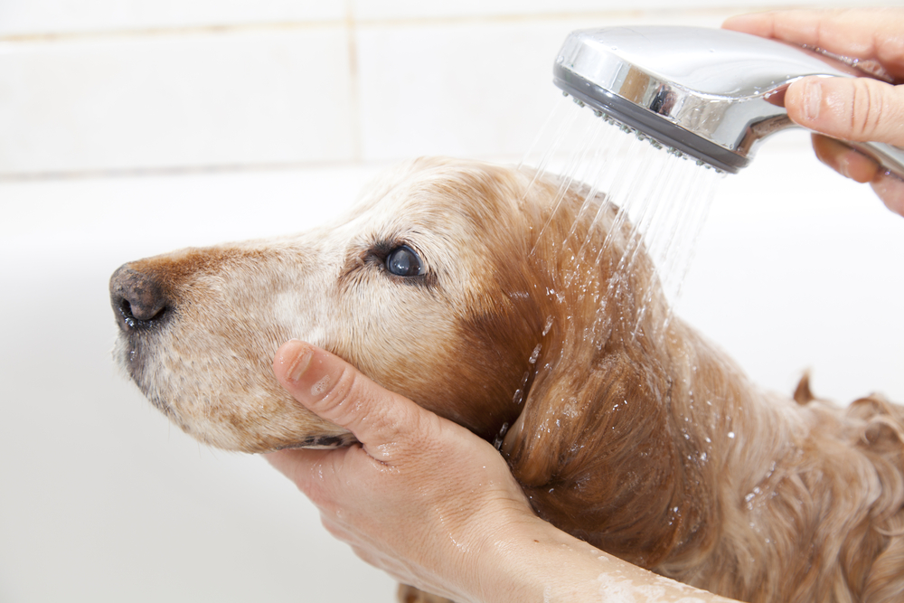 Allergy testing at Countrycare Animal Complex