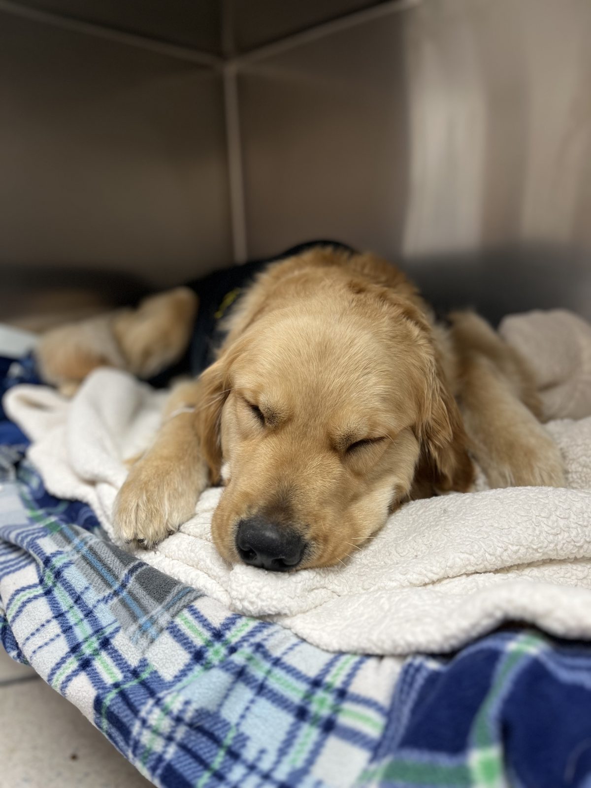Margo, a puppy, sleepy and cozy in recovery after her spay