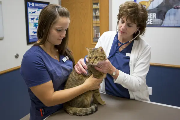 A Countrycare veterinarian listens to a tabby cat’s heart while a technician holds her