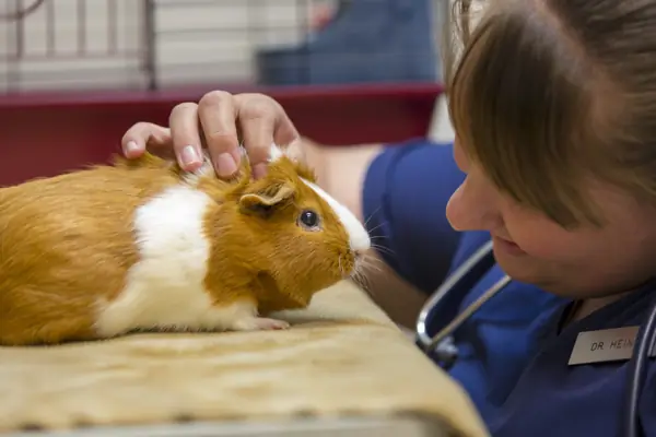 A Countrycare team member smiles at a guinea pig on the exam table