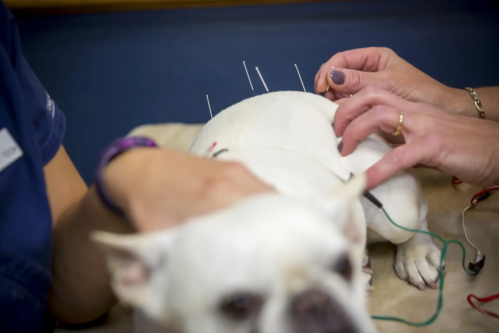 Holistic care at Countrycare