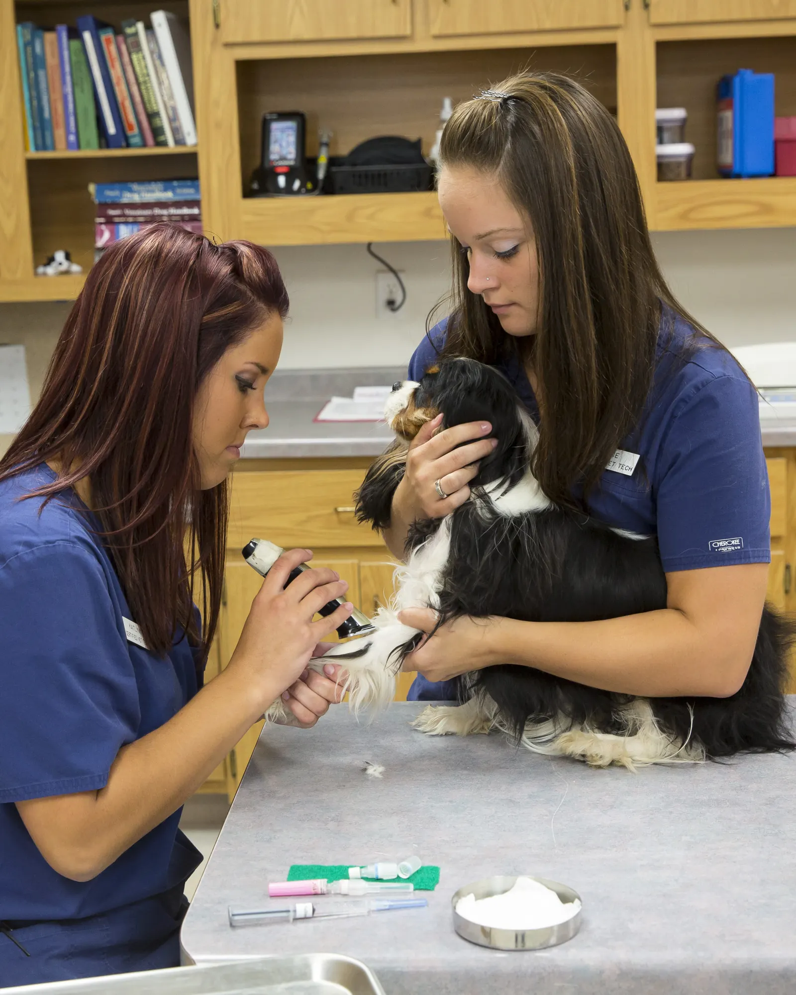 Two Countrycare technicians care for a small black-and-white dog in the treatment area