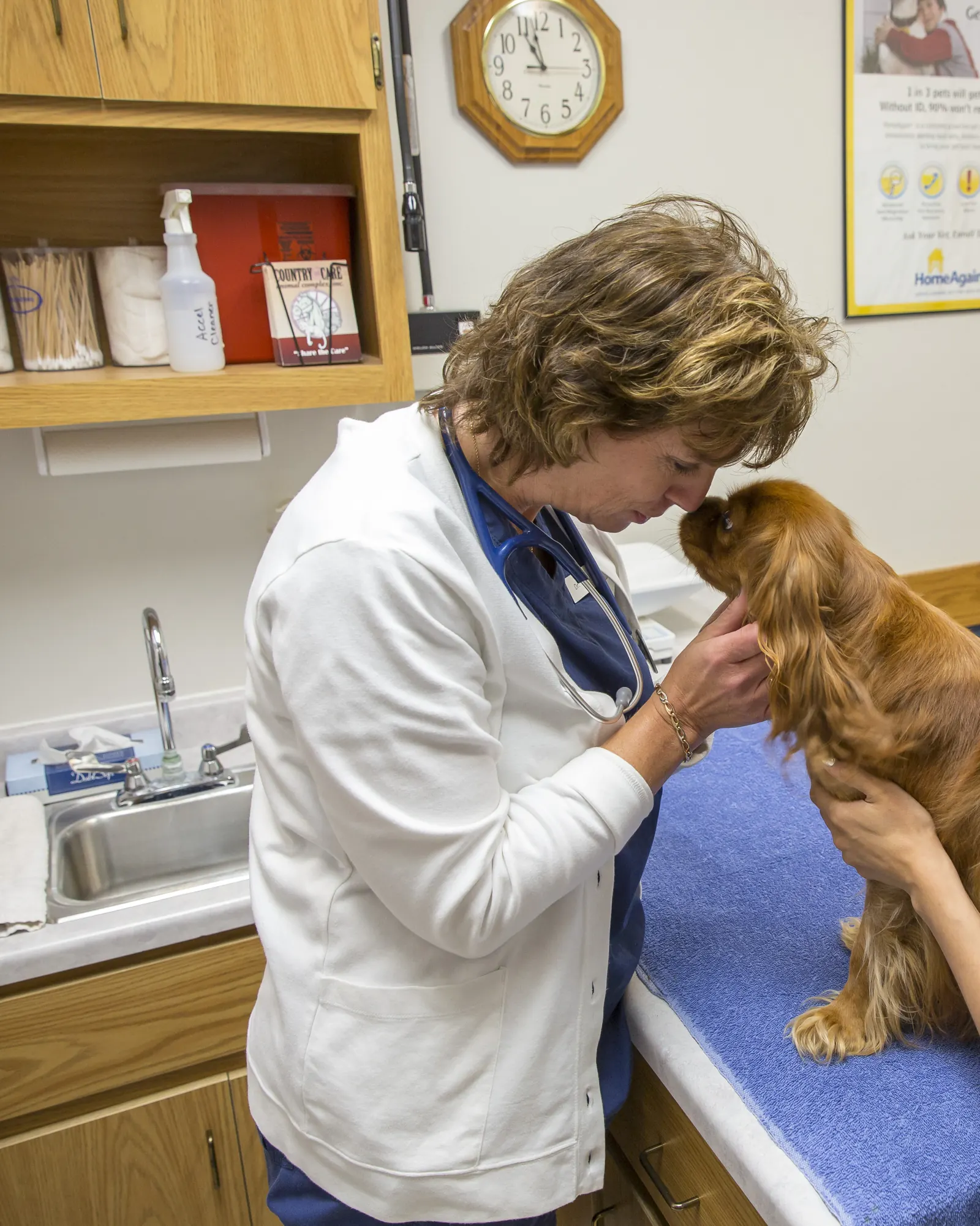 A Countrycare veterinarian in a white coat examines a spaniel while a technician steadies him