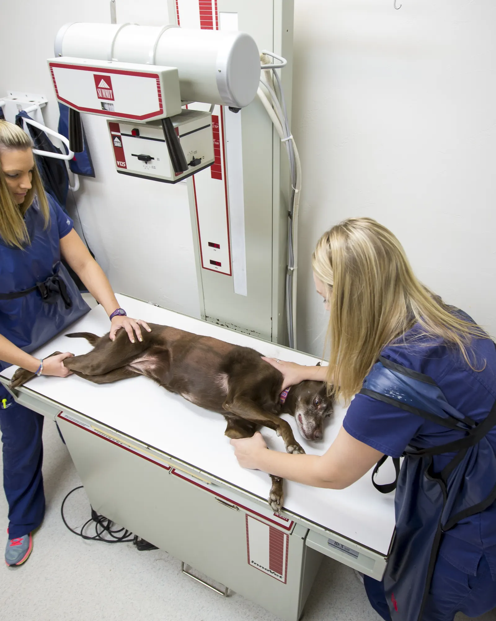 Two Countrycare technicians in lead aprons position a brown dog on the x-ray table