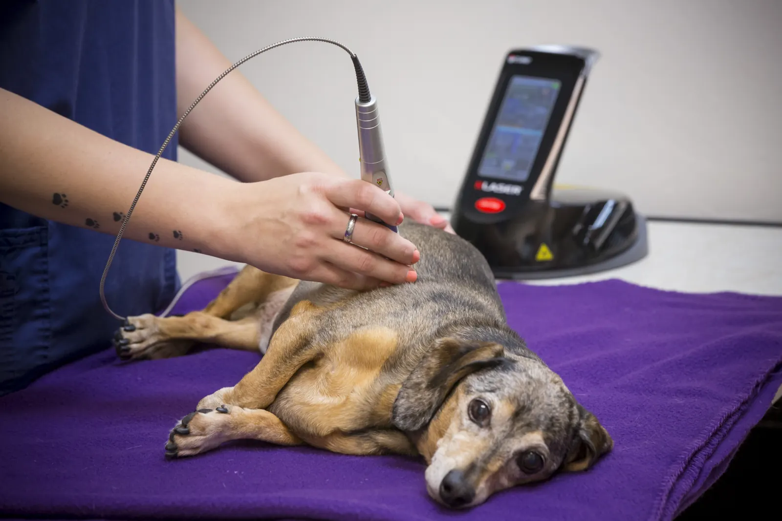An older dog rests on a purple blanket while a Countrycare technician treats him with a therapy laser