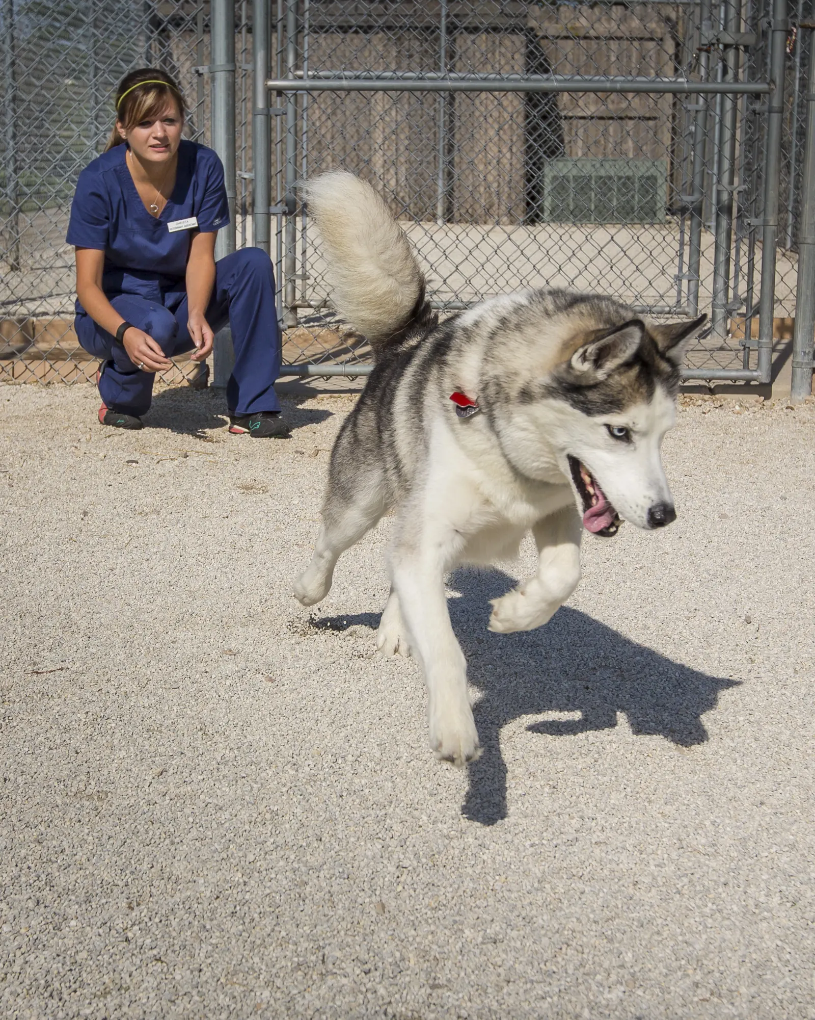 A husky bounds after a tennis ball in the Countrycare outdoor run