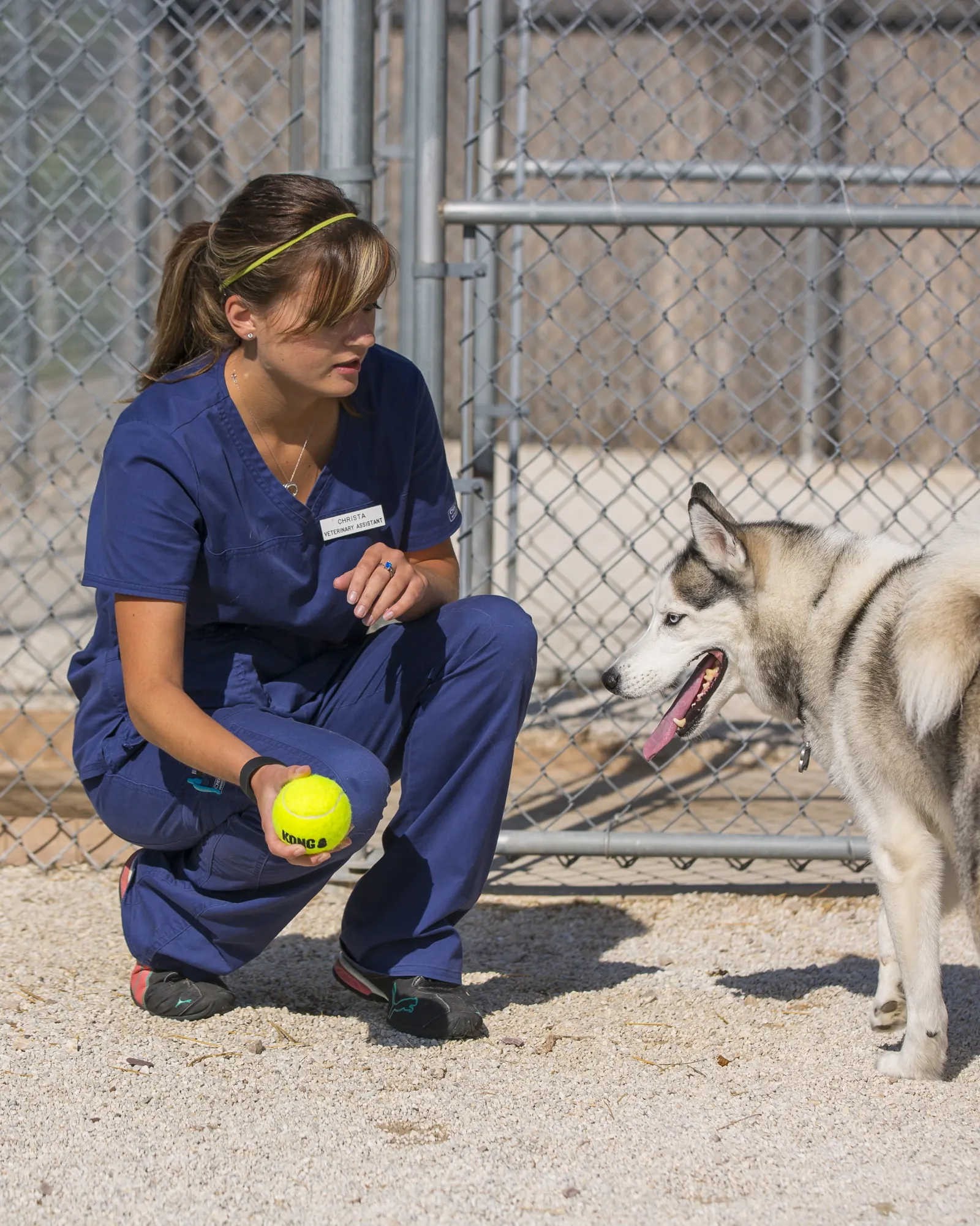 A Countrycare team member crouches in the outdoor run and offers a husky a tennis ball