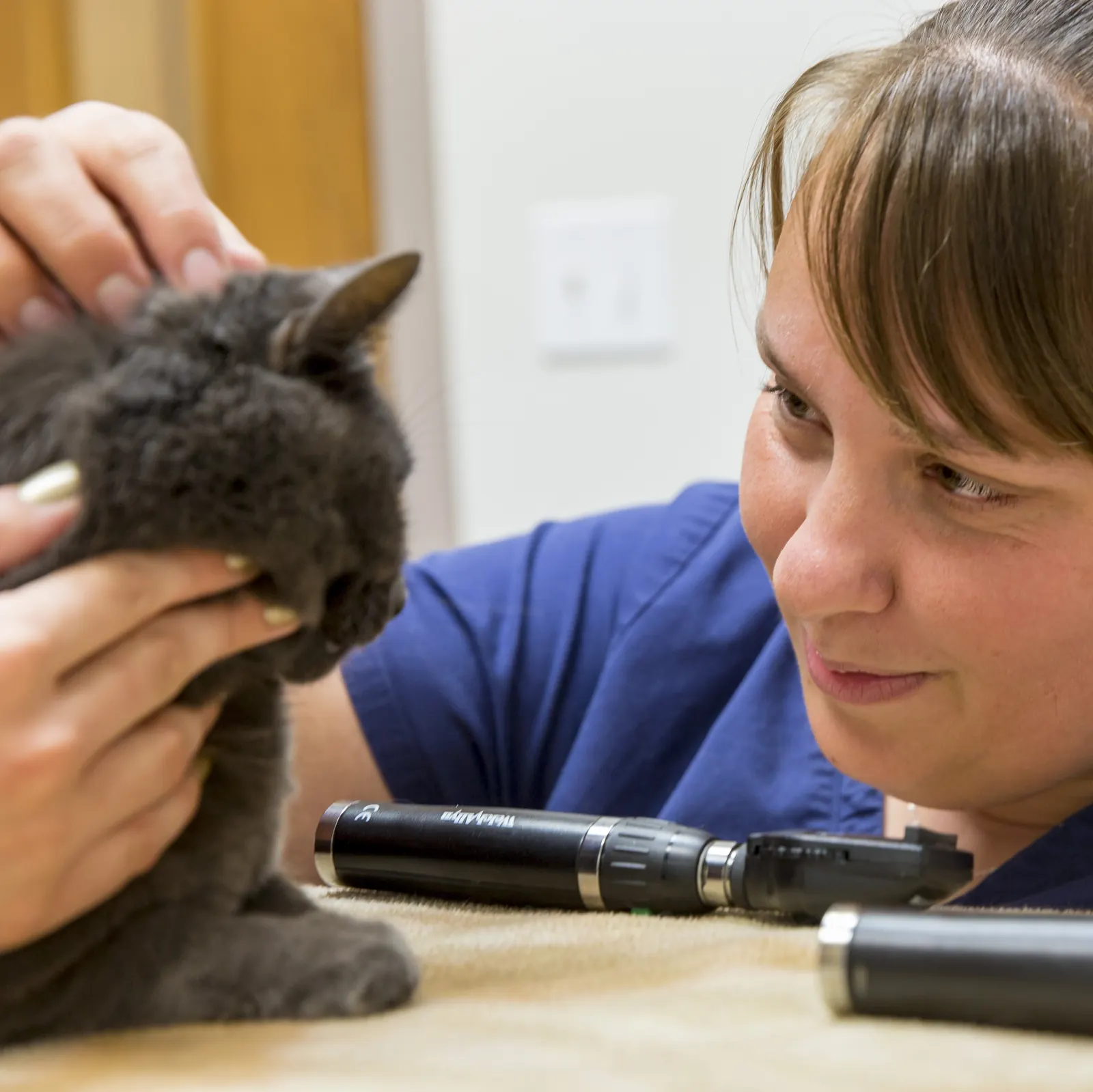 A Countrycare veterinarian gently holds a gray cat beside her otoscopes