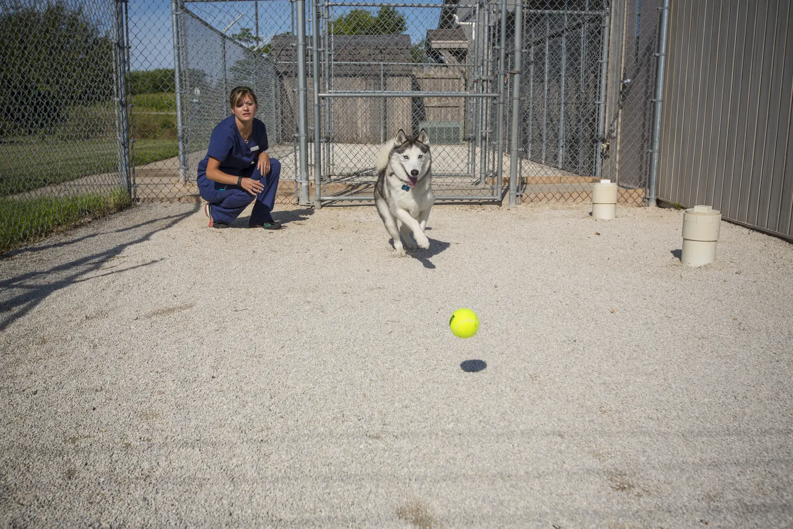 A husky bounds after a tennis ball in the Countrycare outdoor run while a team member crouches behind him