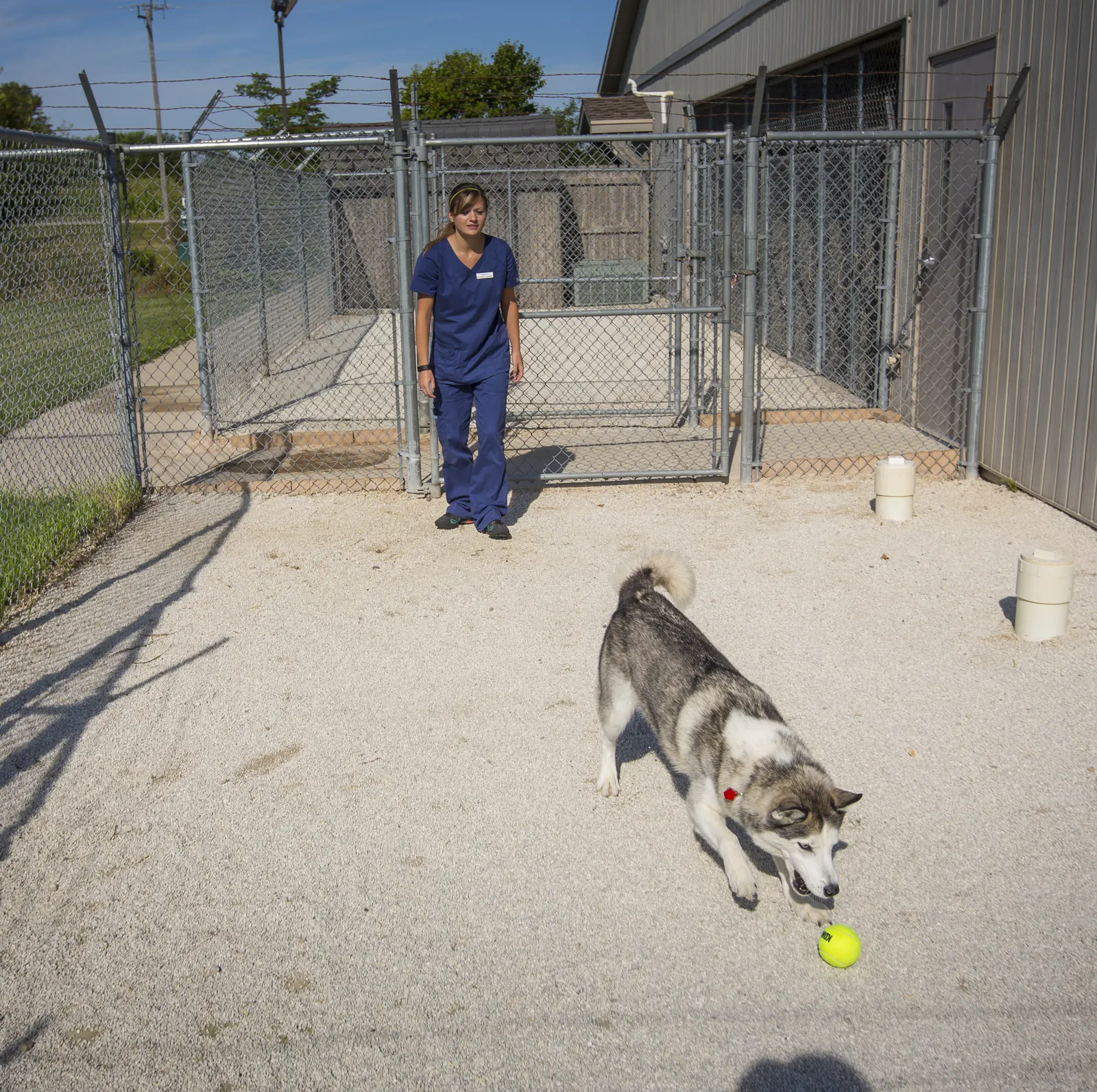 A husky chases a tennis ball down the fenced outdoor run