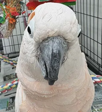 Bailey, a salmon-crested cockatoo, in front of a cage with a rope perch