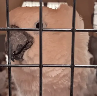 Caesar, a cockatoo, looks out through the bars of a cage