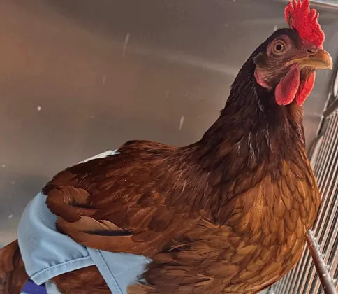 Charlie, a Rhode Island Red hen, in a cage wearing a blue wrap