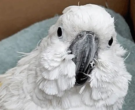 Cookie, a white cockatoo, up close