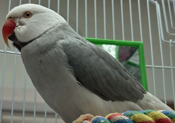 Sunshine, a gray parakeet with a red beak, on a rope perch in a cage