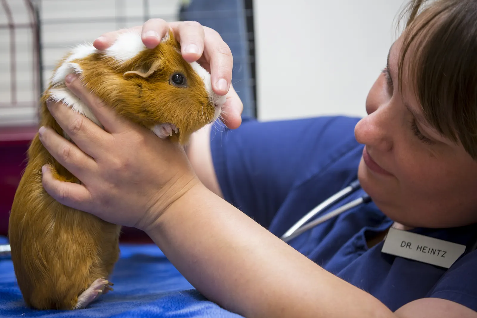 Dr. Aili Heintz lifts a guinea pig on the exam table
